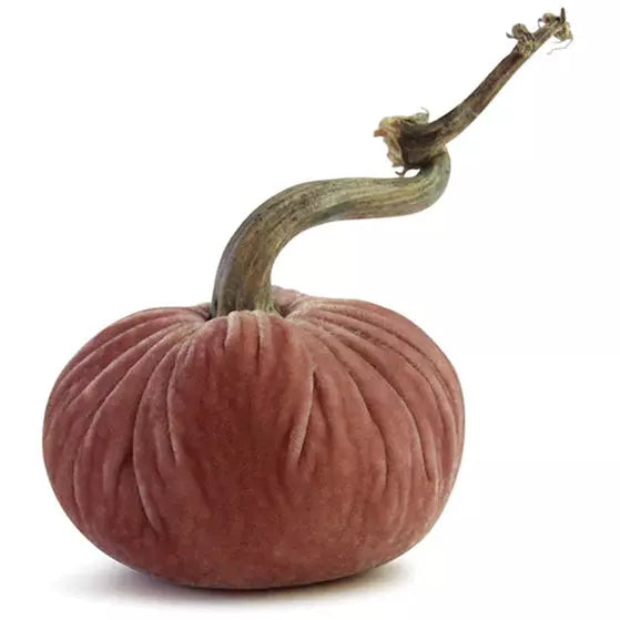 Plush Pumpkin