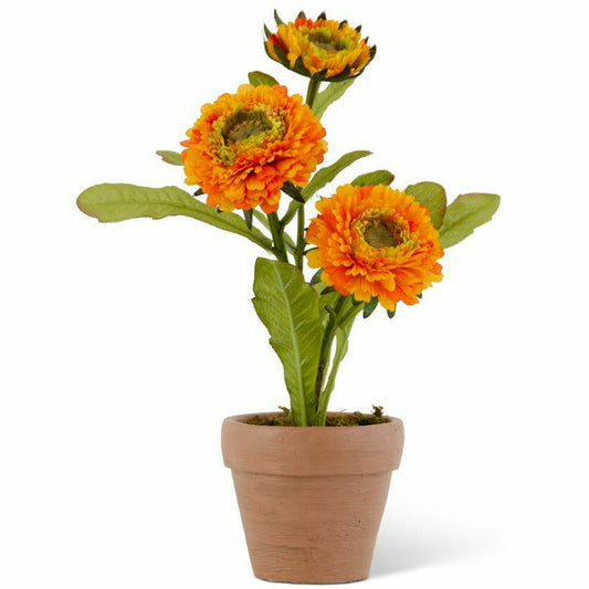 10.5" Triple Orange Zinnia in Pot