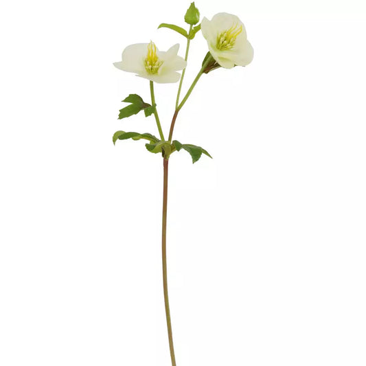 Hellebores 22" White