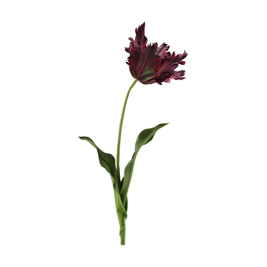 Tulip Parrot 27.5" Burgundy