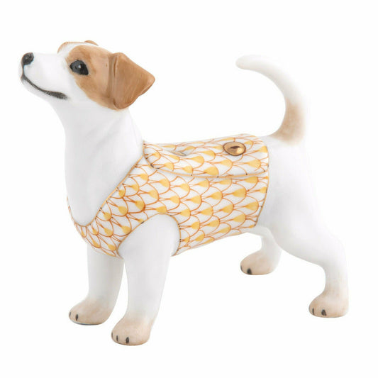 Jack Russell Terrier