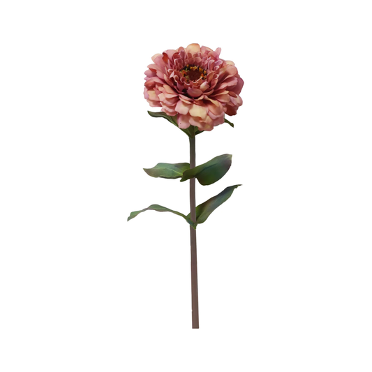 Zinnia 23" Cream Lavender